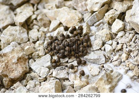 Mountain Goose Shit On Stones In The Mountains