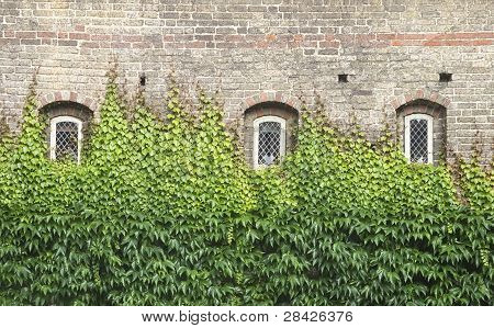 Windows mit Efeu