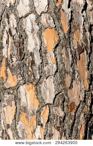 Detail Of A Maritime Pine Bark (pinus Pinaster). Wooden Texture Or Background