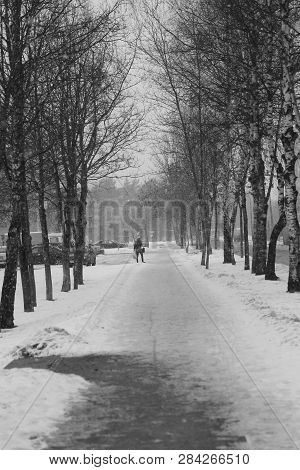 Winter Birch Alley  In Snow With Sigle Figure Of Human In The End