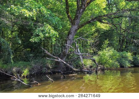 Small River Ropotamo In Bulgaria. Tree And Bough In Water