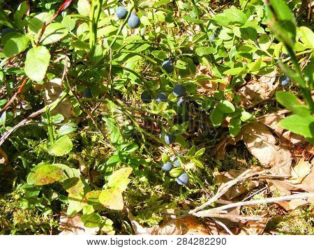 Blueberry Bush With Ripe Berries Natural Photo Of Highbush Blueberry Plant With Fruits