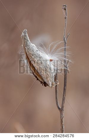 A Silky Seed Of A Milkweek Clings Its Outside Shell. The Last Pod On The Stalk Stands Out Against Th