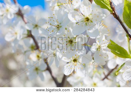 White Oriental Cherry In Spring Over Clear Blue Sky