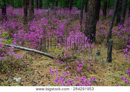 Ledum. The Fabulous Beauty Of Our Spring Forests And Hills. The First Spring Flowers On The Forest E