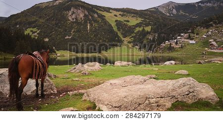 Beautiful Look At Horse With Mountains In The Background