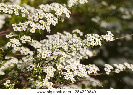 Beautiful Spring Flowers Blossoming On A Shrub White Spiraea. Small White Flowers Cover All The Bran