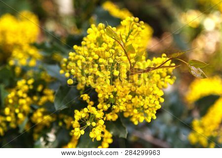 Ahonia Aquifolium. Oregon Grape, Mahonia Aquifolium Flowers In The Spring Garden. Useful Plants. Hom