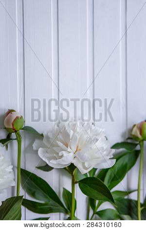 White Flowers Peonies With Space For Text On A Pink Background. Peony Flower Texture. Flat Lay, Top