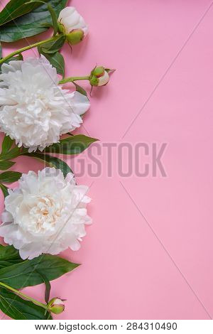 Peony Flowers, Branches, Leaves And Petals With Space For Text On A Pink Background. Peony Flower Te