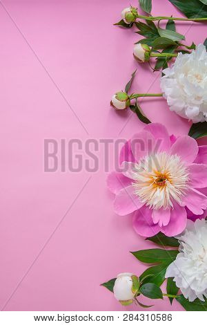 Peony Flowers, Branches, Leaves And Petals With Space For Text On A Pink Background. Peony Flower Te