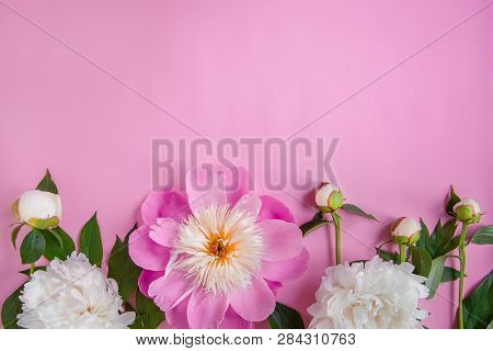 Peony Flowers, Branches, Leaves And Petals With Space For Text On A Pink Background. Peony Flower Te