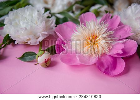 Peony Flowers, Branches, Leaves And Petals With Space For Text On A Pink Background. Peony Flower Te