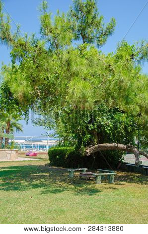 Table With Wooden Seats On The Lawn Near The Tennis Court And Pigeon Sea