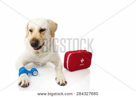 Sick Dog. Labrador  Lying Down With A Elastic Blue Bandage Or  Band On Foot Or Paw And A Emergency  