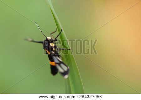 Handmaiden Moth Resting On Grass.black Insects Nest On Beautiful Green Grass Leaves.