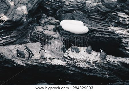 Group Of Magellanic Penquins - Spheniscus Magellanicus