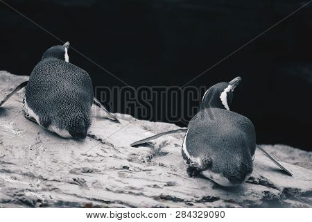 Group Of Magellanic Penquins - Spheniscus Magellanicus
