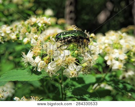 Feeding Beetle Called The Rose Chafer Or The Green Rose Chafer (cetonia Aurata)