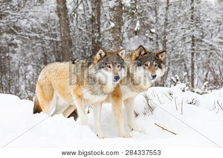 Two Magnificent Wolves In Wolf Pack In Cold Winter Forest