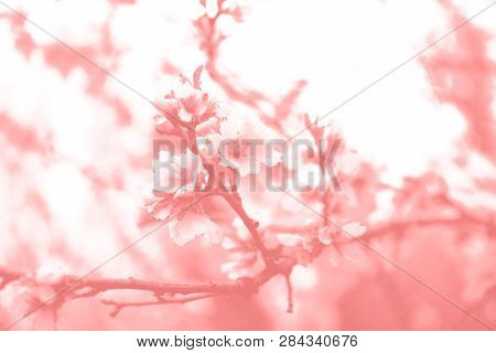 Duotone Effect Coral And Ultraviolet For Toning Photos With Blooming Flowers