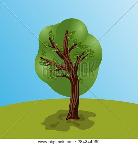 Tree With Leaves And Green Crown. Tree Shadow And Sky Background With Glade