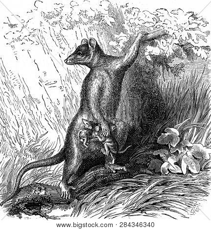 Sarigue dorsigere, vintage engraved illustration. From Zoology Elements from Paul Gervais