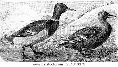 The wild duck, vintage engraved illustration. From Deutch Vogel Teaching in Zoology.