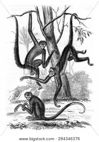 Spider monkeys, vintage engraved illustration. From Zoology Elements from Paul Gervais.