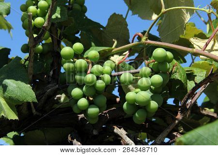 Green Unripe Grapes Growing In A Vinyard