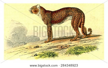 Cheetah, vintage engraved illustration. From Buffon Complete Work.