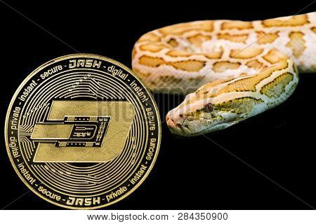 Concept Yellow Snake And Coin Cryptocurrency Dash.