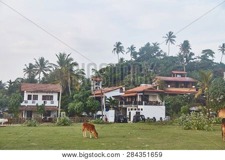 A Small Village In Sri Lanka. Cows Graze. Midigama