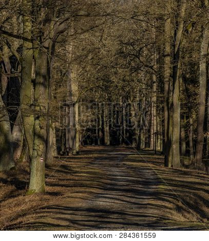 Path With Leaf Old Trees Near Rozmberk Pond In Winter Sunny Day