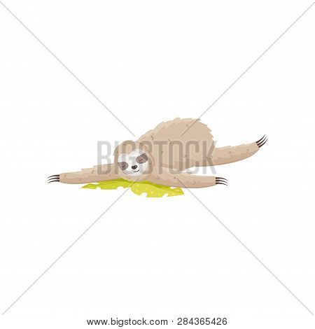 Nice Little Sloth Firmly, Sweetly Sleeping On A Piece Of Paper On The Ground With Legs Wide Apart