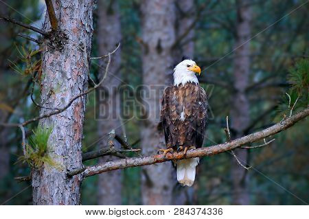 Beautiful Bald Eagle, Haliaeetus Leucocephalus, Perched On A Norway Pine Tree Branch In A Minnesota 