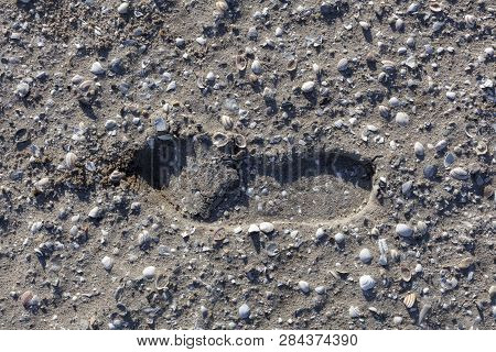 Single Boot Footstep Inprinted In Sand With A Lot Of Shells