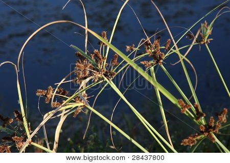 Rostliny v přírodním areálu v jižní Floridě