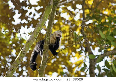 White faced Capuchin