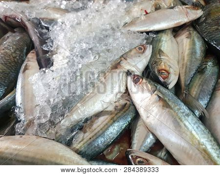 Top View Of Fresh Mackerel On Ice For Sale In The Fish Market At Thailand, Seafood As A Background (