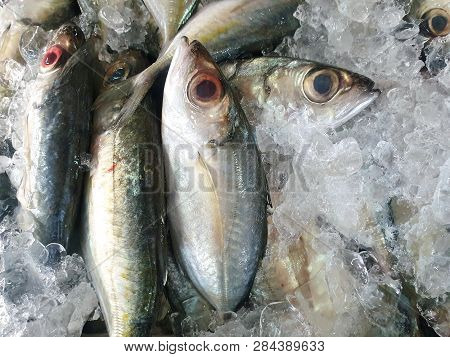 Top View Of Fresh Mackerel On Ice For Sale In The Fish Market At Thailand, Seafood As A Background (