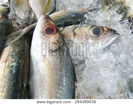 Top View Of Fresh Mackerel On Ice For Sale In The Fish Market At Thailand, Seafood As A Background (
