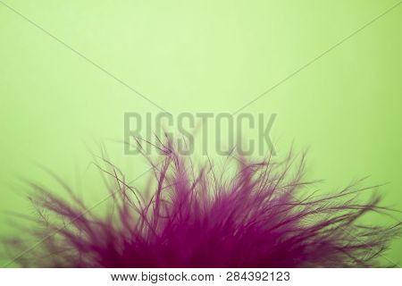 Pink Plumage Lies On The Lower Edge In The Center On A Light Green Background Top View