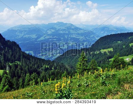 Alpine Wild Flowers On The Gonzen Mountain Above Sargans And The River Rhine Valley - Canton Of St. 