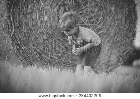 Agritourism, Summer On Farm, Harvest Season. Agritourism, Eco Tourism, Vacation, Travelling.