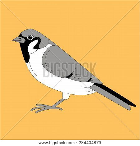 Bird Sparrow, Vector Illustration, Flat Style,  Profile View