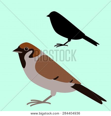 Bird Sparrow, Vector Illustration, Flat Style,  Profile View