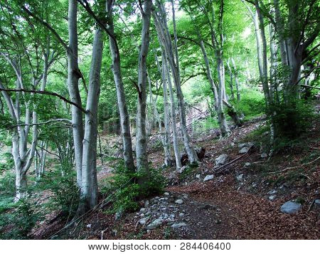 Trees And Deciduous Forests On The Slopes Of Gonzen Mountain - Canton Of St. Gallen, Switzerland