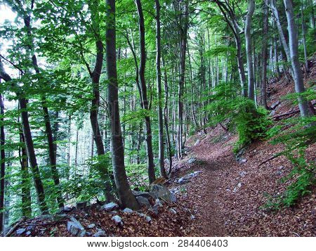 Trees And Deciduous Forests On The Slopes Of Gonzen Mountain - Canton Of St. Gallen, Switzerland