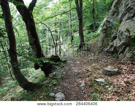 Trees And Deciduous Forests On The Slopes Of Gonzen Mountain - Canton Of St. Gallen, Switzerland